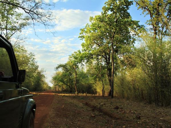 Tadoba National park tiger safari, India