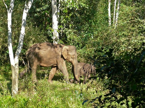 Kerala walking, culture & wildlife holiday, India