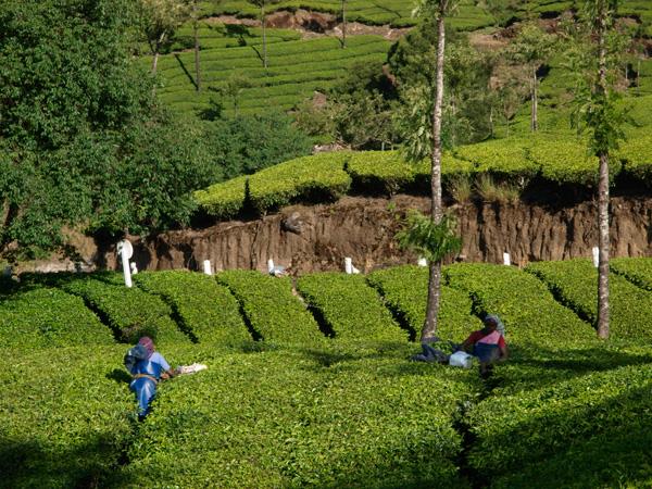Kerala walking, culture & wildlife holiday, India