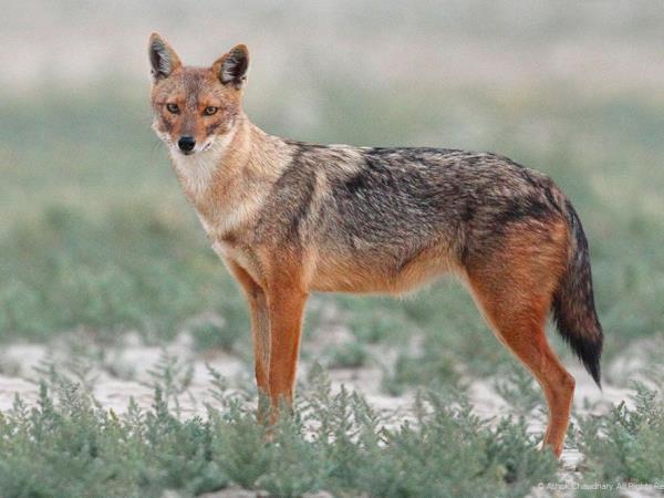 Gujarat holidays, Asiatic Lions, Blackbuck & Wild Asses