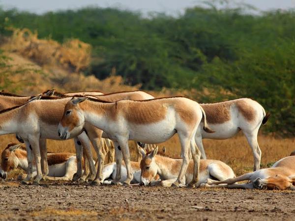 Gujarat holidays, Asiatic Lions, Blackbuck & Wild Asses