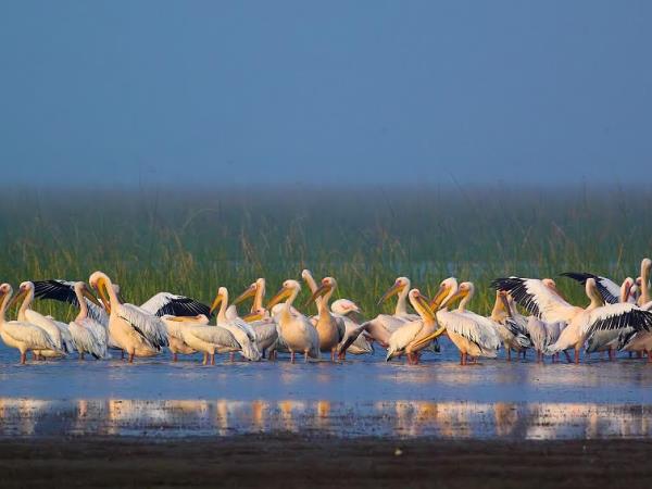Gujarat holidays, Asiatic Lions, Blackbuck & Wild Asses