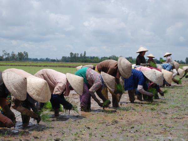 Mekong Delta cycling tours, 3 days