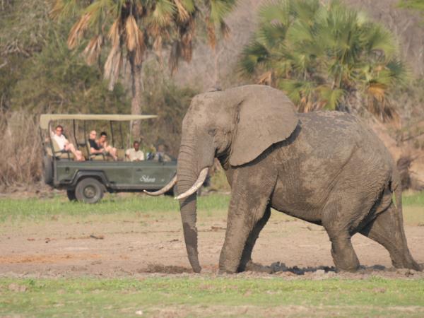 Selous safari & Mafia Islands diving holiday