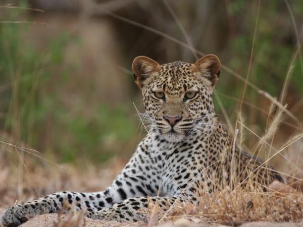 Selous safari & Mafia Islands diving holiday