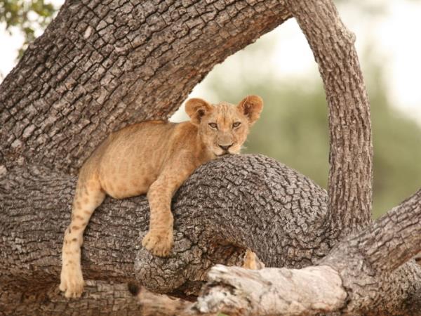 Selous safari & Mafia Islands diving holiday