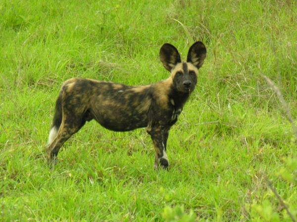 Selous safari & Mafia Islands diving holiday
