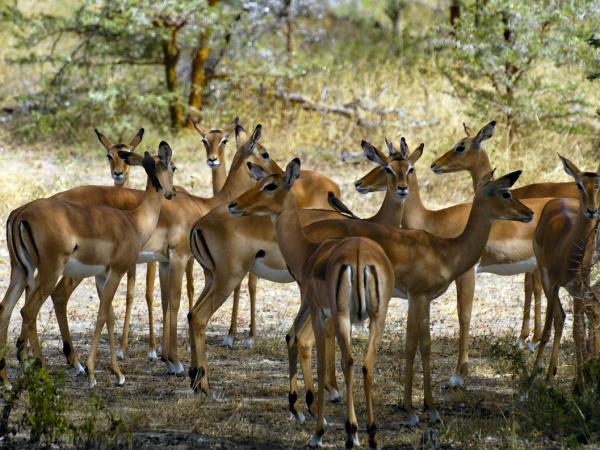 Selous safari & Mafia Islands diving holiday