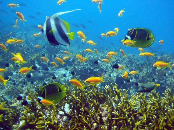 Selous safari & Mafia Islands diving holiday