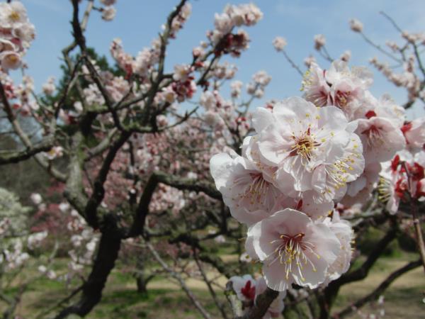 Shikoku Island holiday in Japan, tailor made