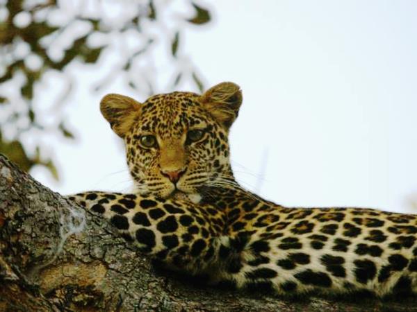 Southern Tanzania luxury safari holiday