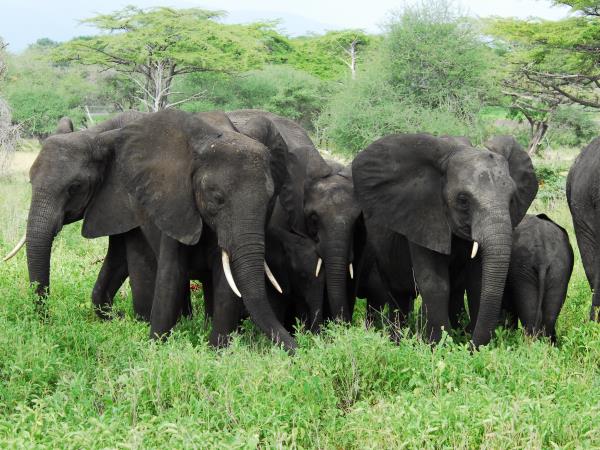 Southern Tanzania luxury safari holiday