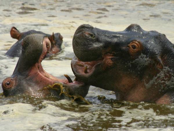 Southern Tanzania luxury safari holiday