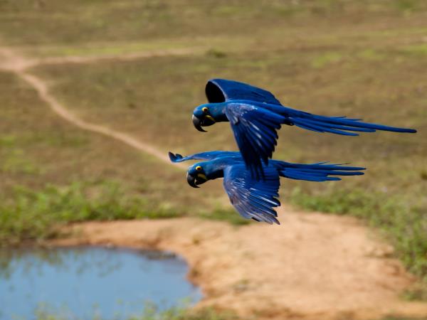 Tailor made holiday in Brazil