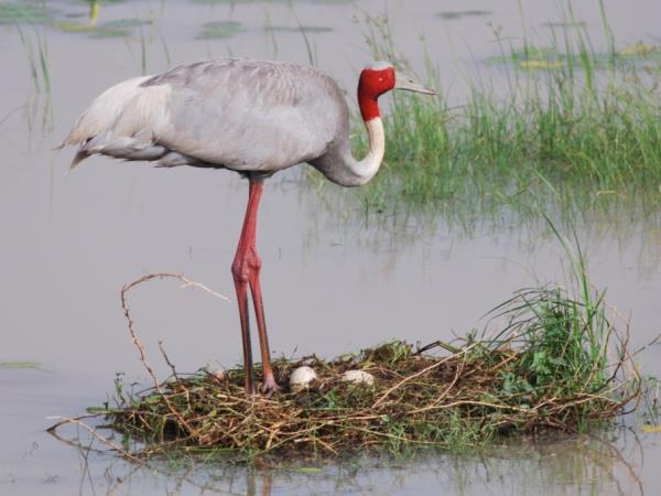 India bird watching holiday in the Himalayas