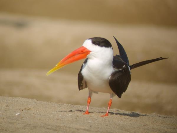 India bird watching holiday in the Himalayas