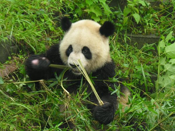 Tailor made holiday in China