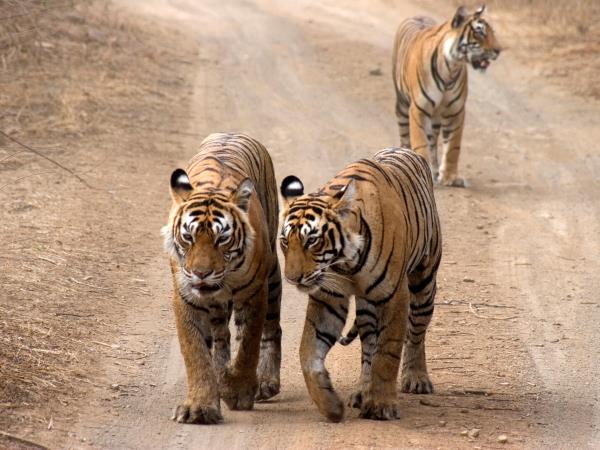 Tiger safari and Golden Triangle tour in India