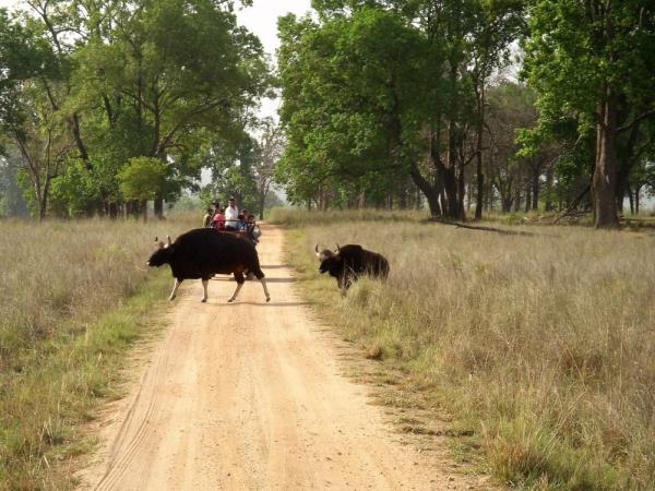 Wildlife photography holiday in India