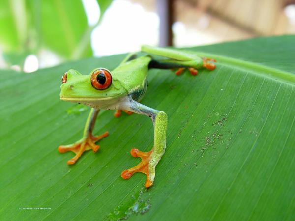 Costa Rica tailor made holiday, highlights