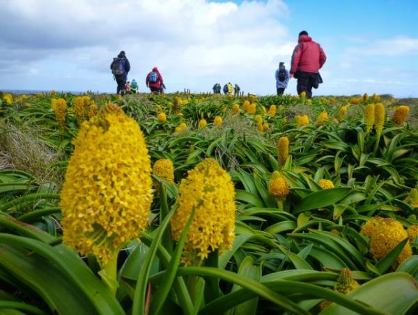 New Zealand and islands bird watching cruise