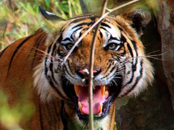 Golden Triangle & tigers holiday in India