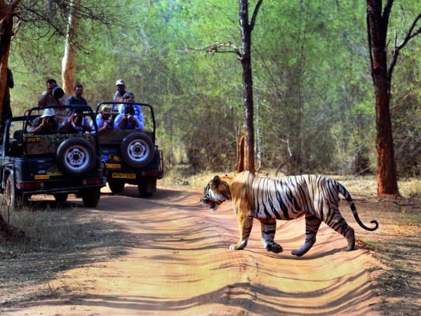 Golden Triangle & tigers holiday in India