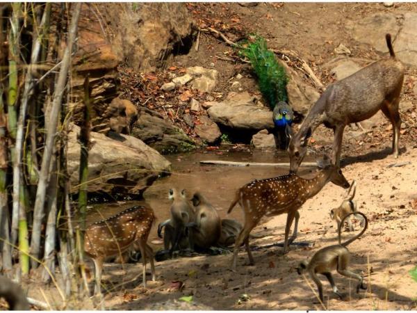 Wildlife photography holiday in India
