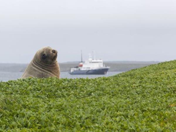 New Zealand and islands bird watching cruise
