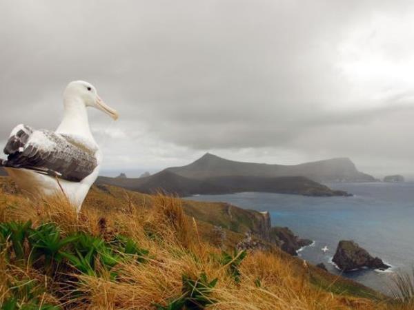 New Zealand and islands bird watching cruise