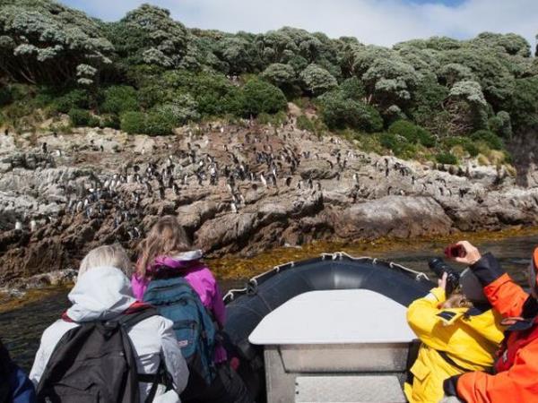 New Zealand and islands bird watching cruise