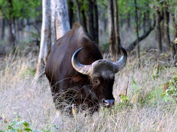 Wildlife photography holiday in India