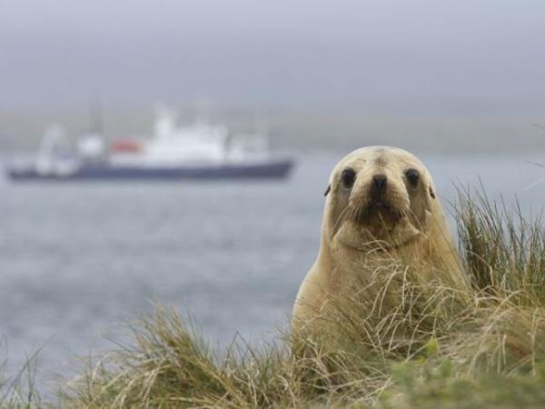 New Zealand and islands bird watching cruise