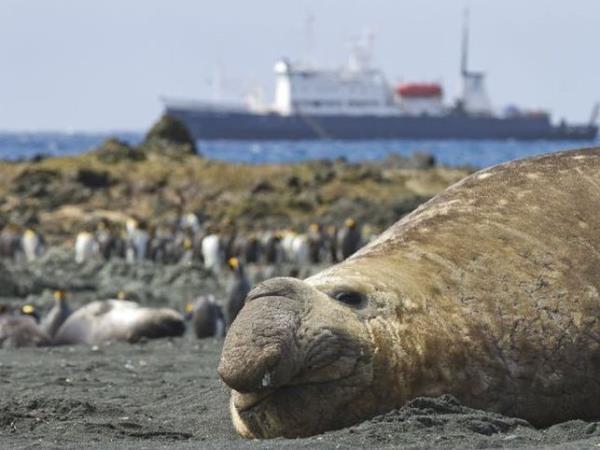 New Zealand and islands bird watching cruise