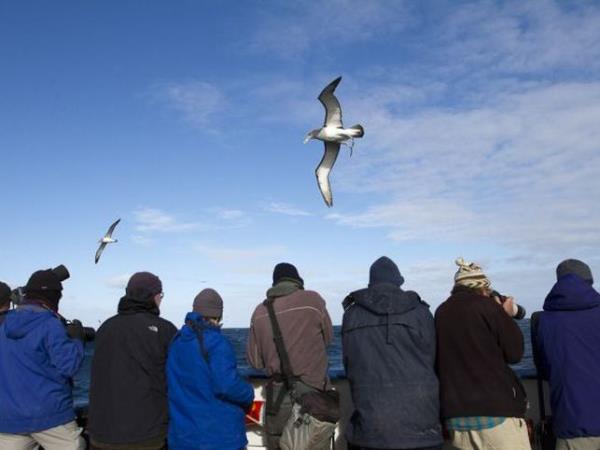 New Zealand and islands bird watching cruise