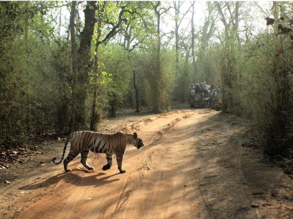 Wildlife photography holiday in India