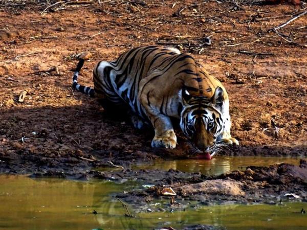 Tiger watching holiday in India