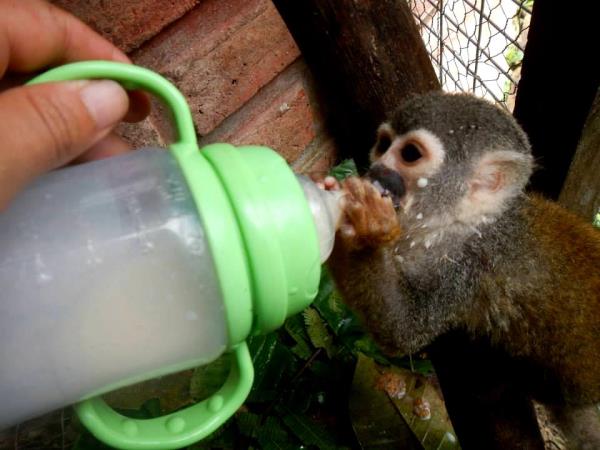 Volunteering with monkeys in Ecuador