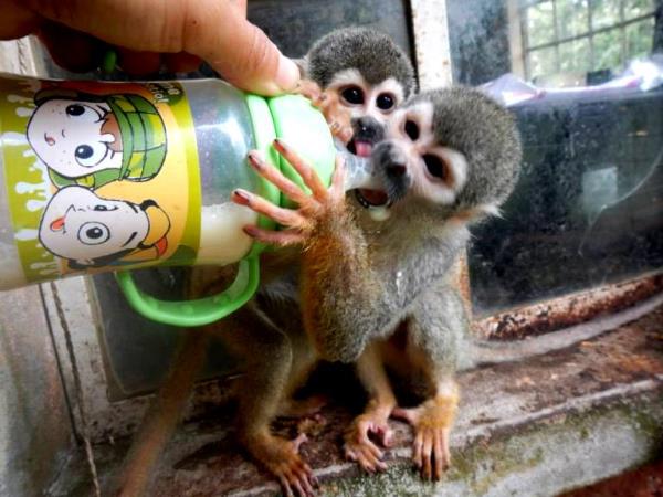 Volunteering with monkeys in Ecuador