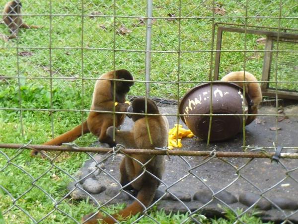 Volunteering with monkeys in Ecuador