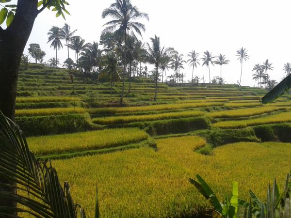 Bali holiday, Ubud & Tandjung Sari