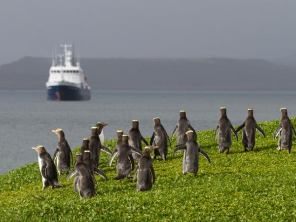 New Zealands Subantarctic Islands cruise