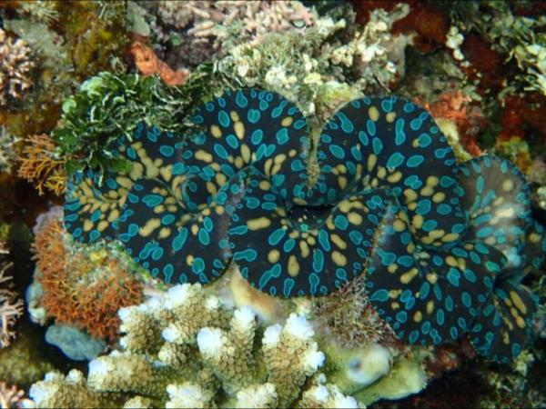 Melanesia cruise, history and wildlife cruise