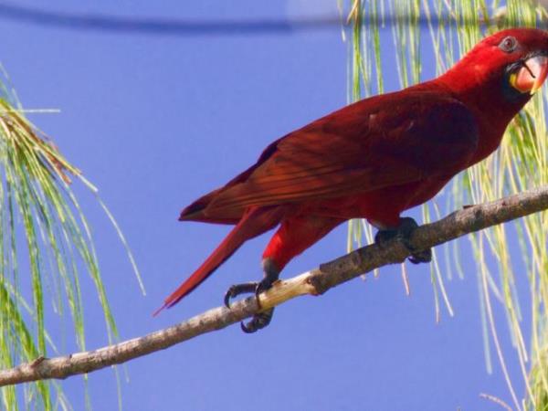 Melanesia cruise, wildlife cruise