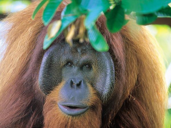 Wild Borneo holiday, private departure
