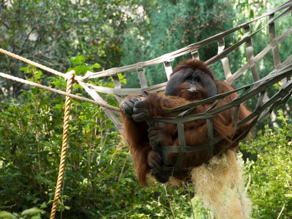 Wild Borneo holiday, private departure