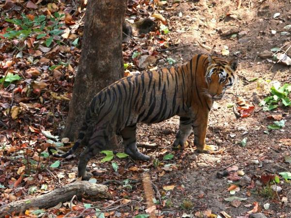 Tiger watching holiday in India