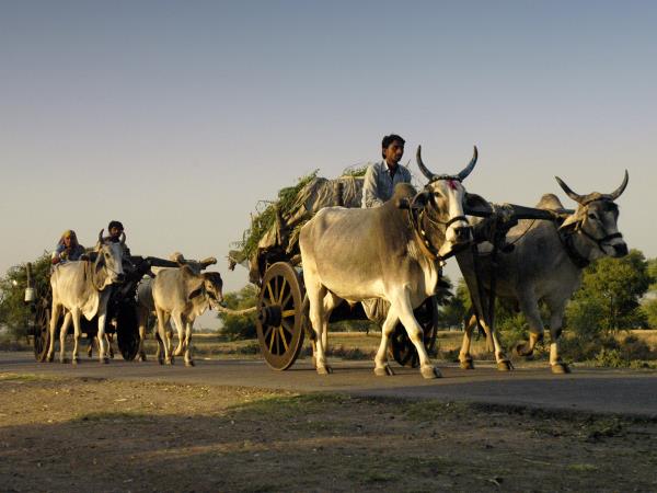 India tour, rural India