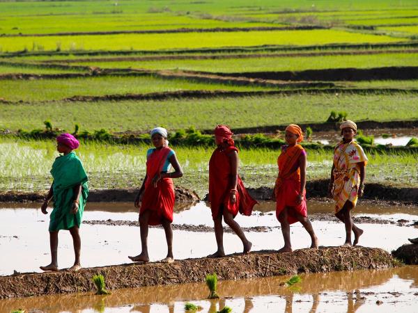 India cultural tour, Chattisgarh and Orissa