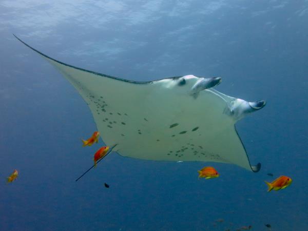 Diving holiday in the Maldives, local experience